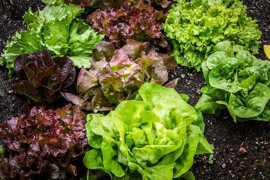 vegetable garden 1