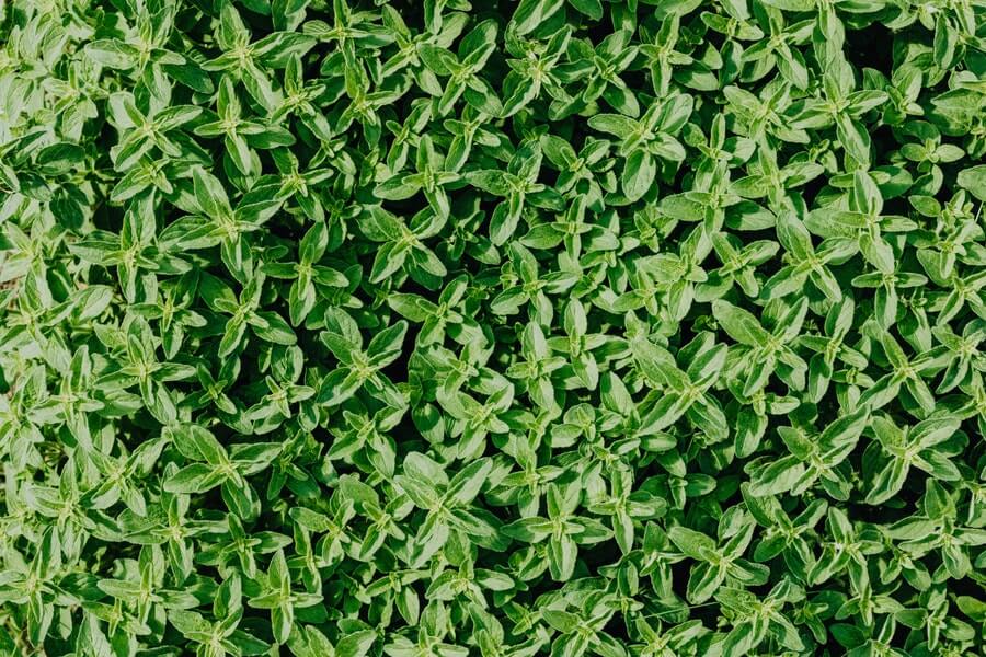 thyme as an example of living mulch