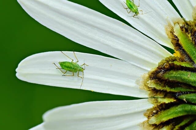 an aphid infestation 1
