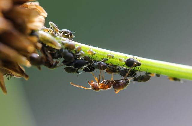 ants and aphids on a plant stem