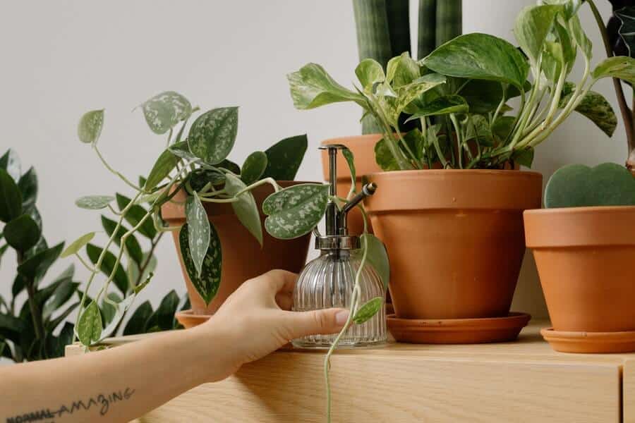 aphid sprays on indoor plants