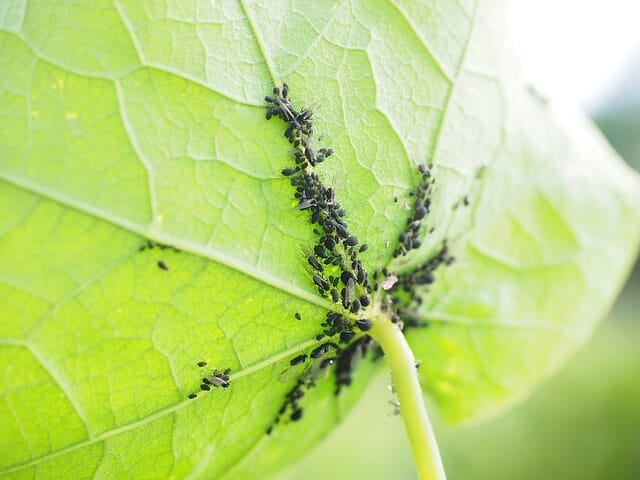 signs of aphids on a leaf