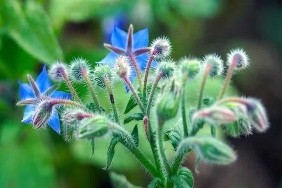 blue borage plant flowering