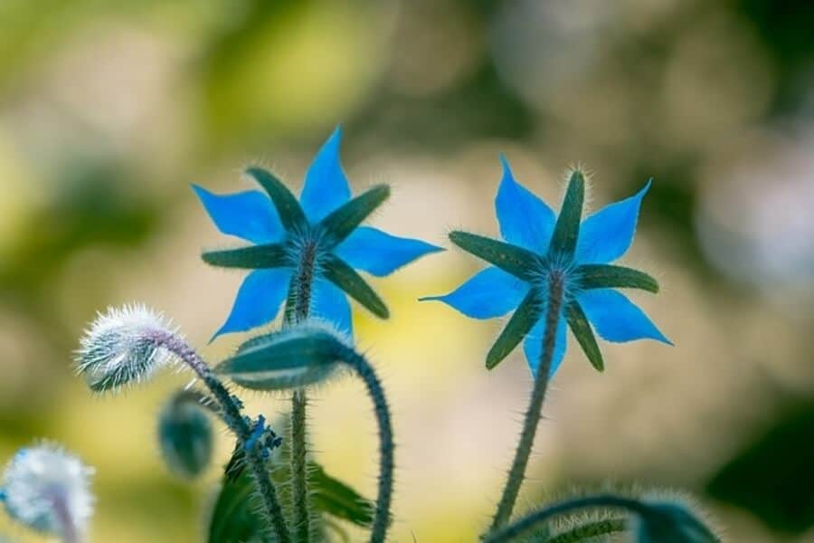 blue borage plants