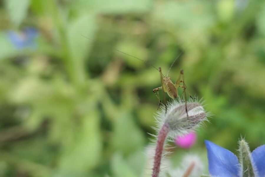 a bug sitting on a borage bud