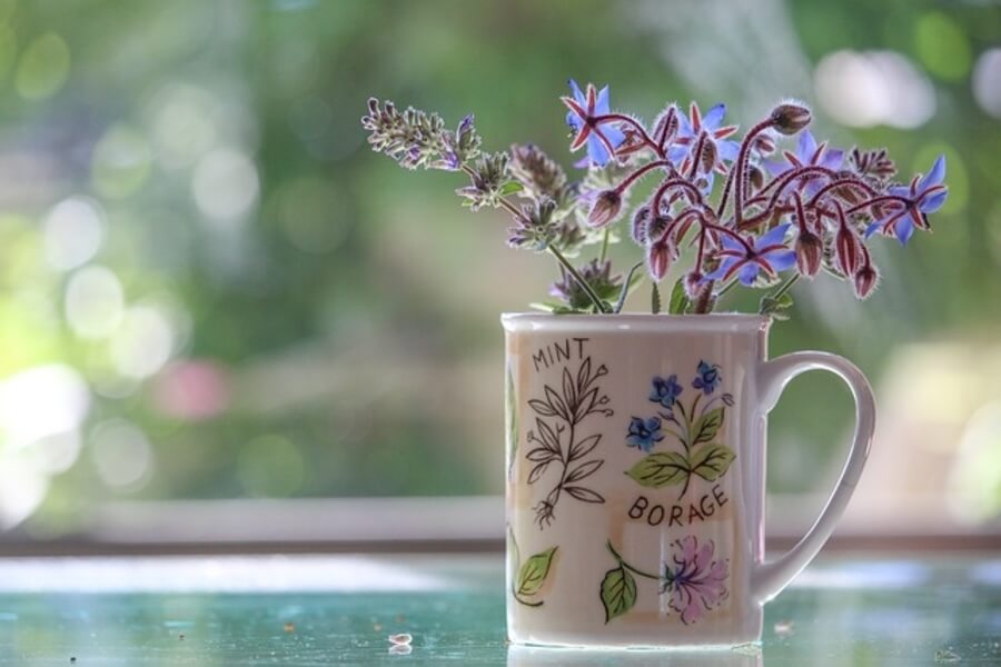 borage flowers in a mug 1