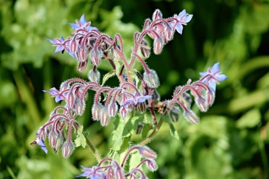 borage plant