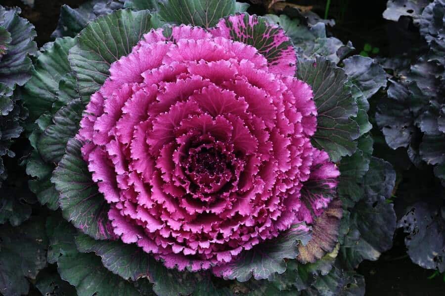 brassica