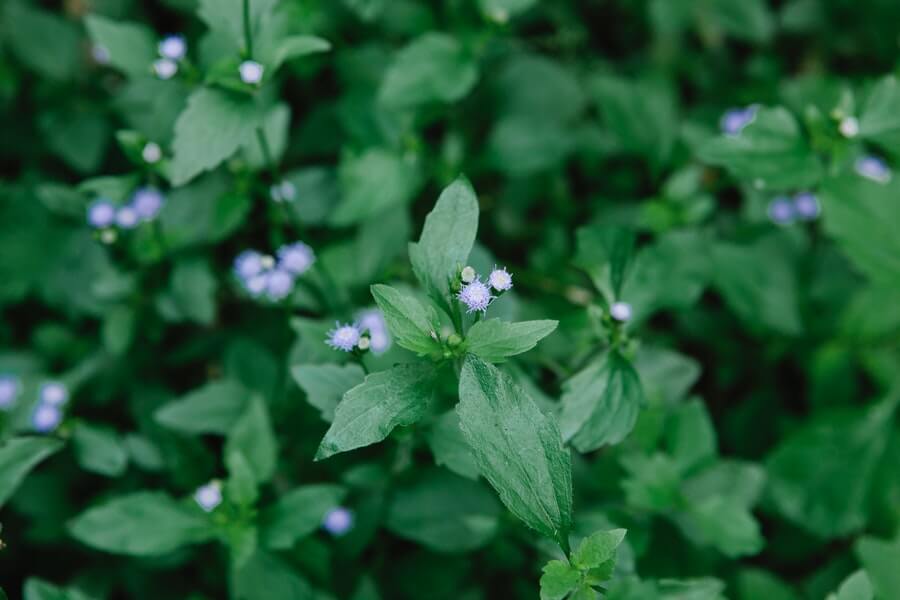 the native wildflower chickweed