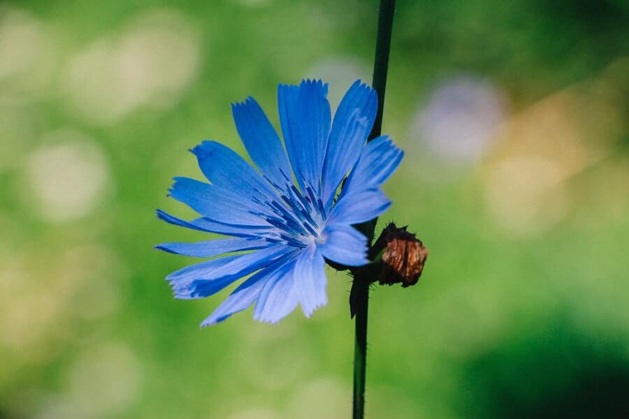 the native wildflower chicory