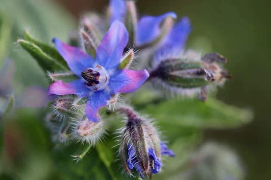 flowering borage plant