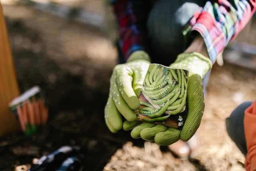 gardener holding plant seeds