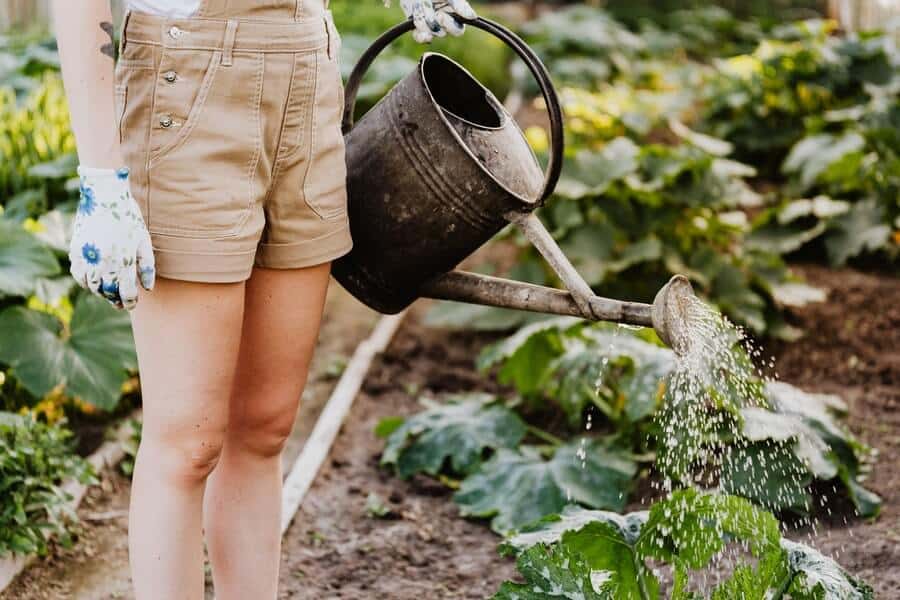 gardener giving care in the garden by watering vegetables
