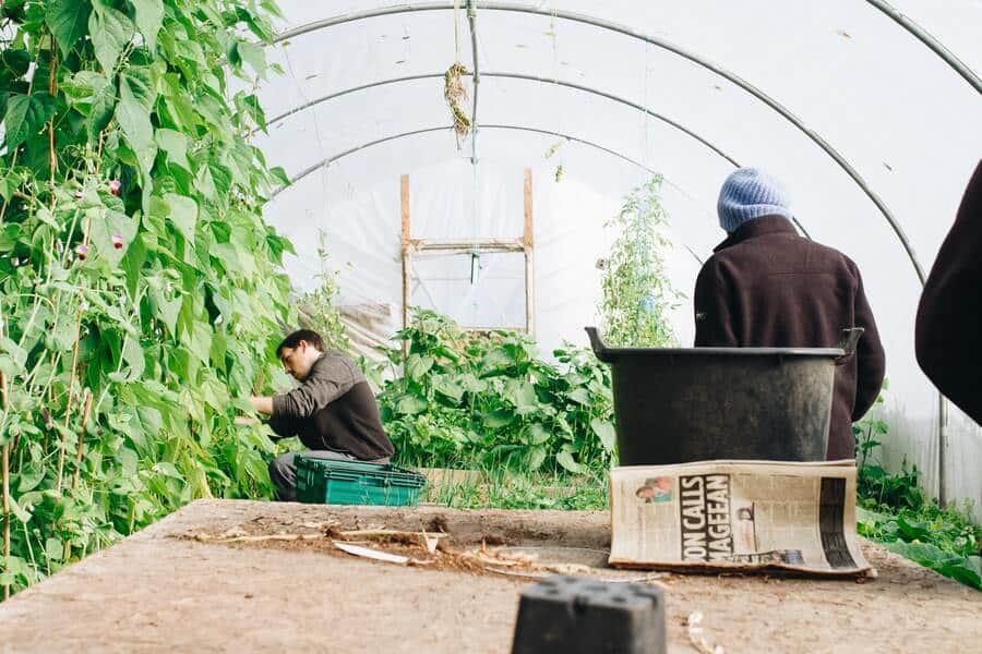 gardeners working in a polytunnel