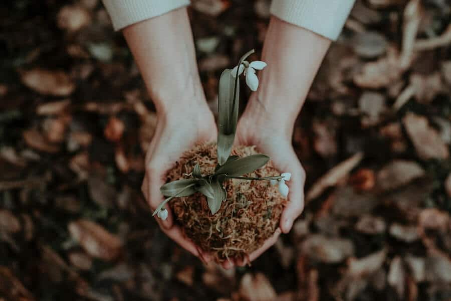 hands holding sprouting plant