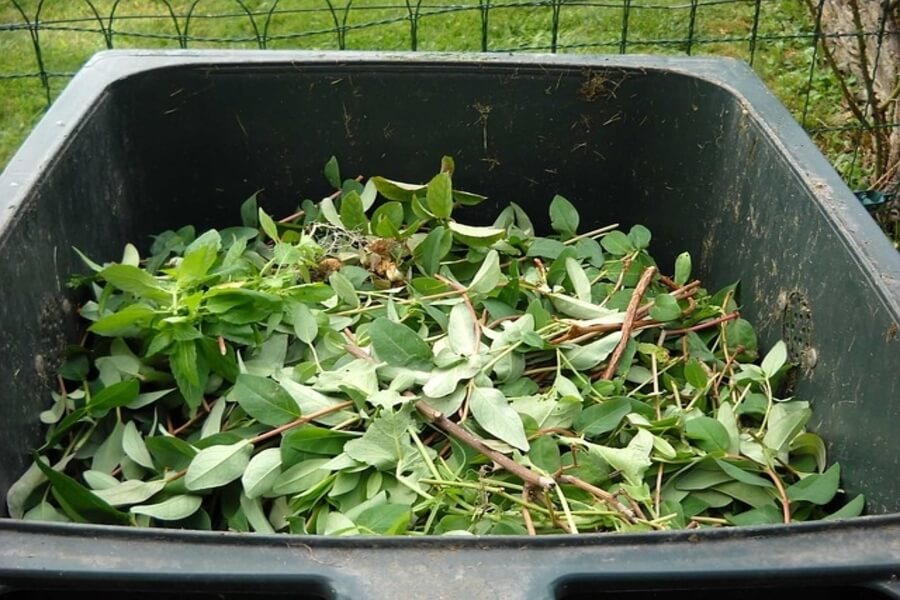 hedge trimmings ready to use as organic mulches