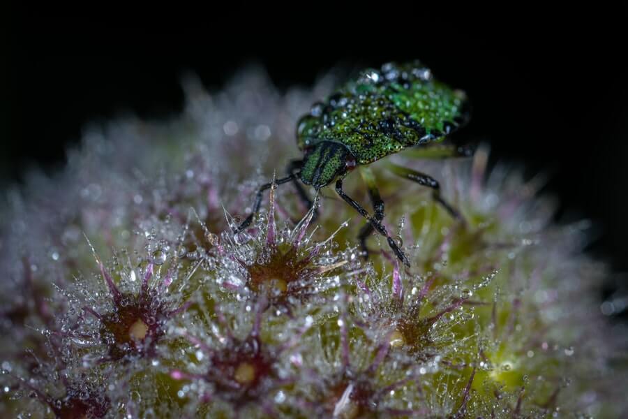 insect on plant