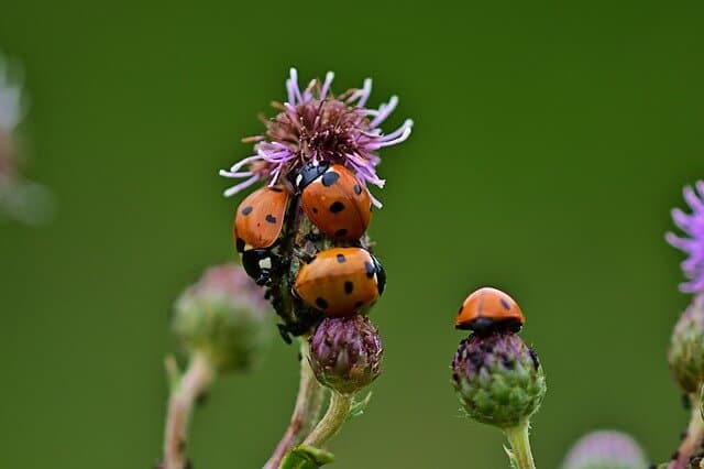 ladybugs on a flower