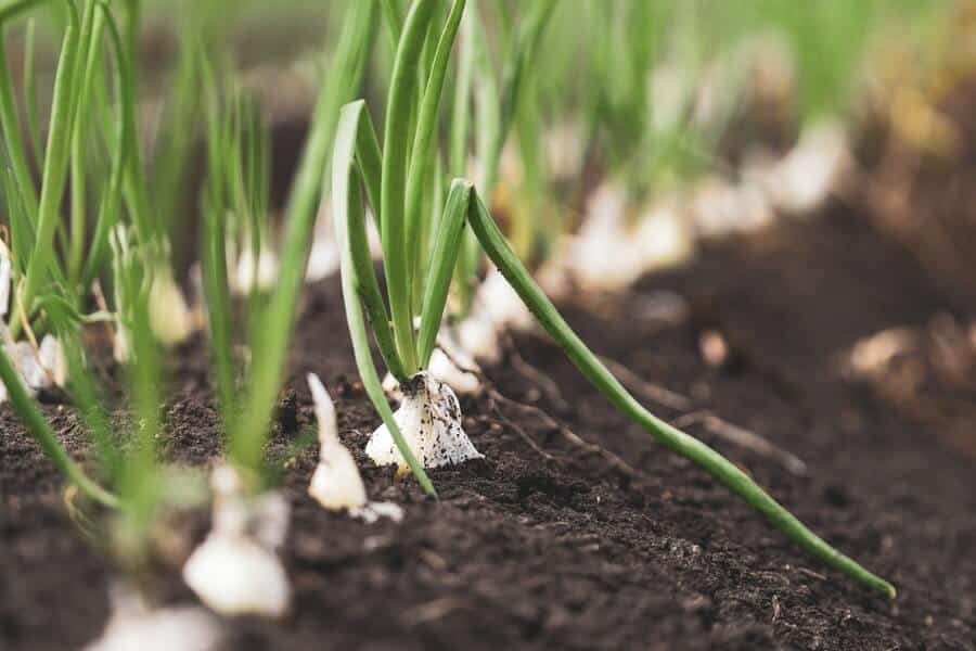 planting onions is an example of how to get rid of aphids