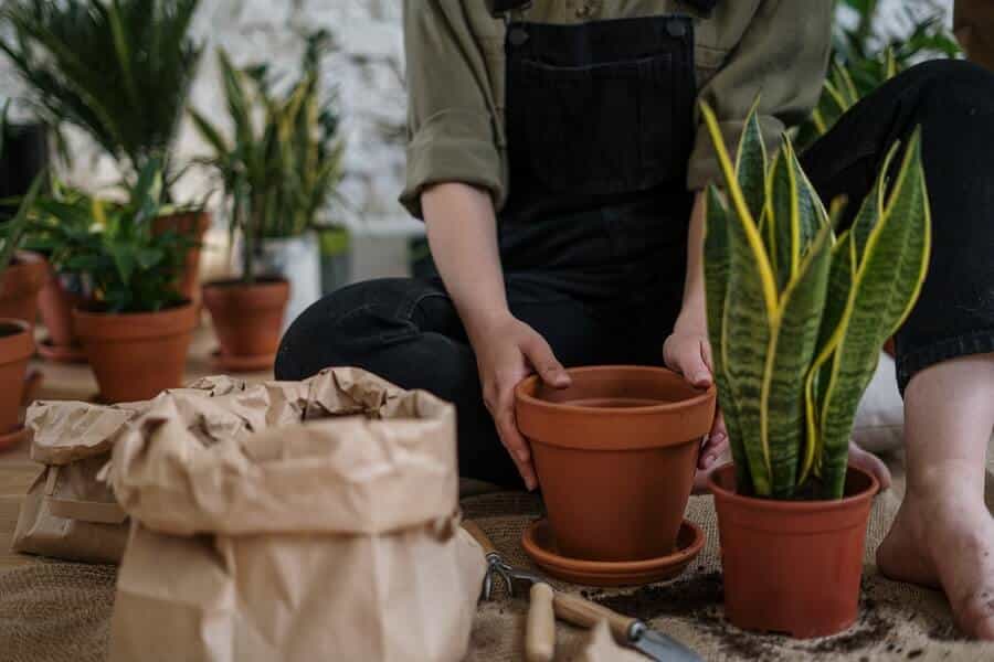 person planting flowers in pots