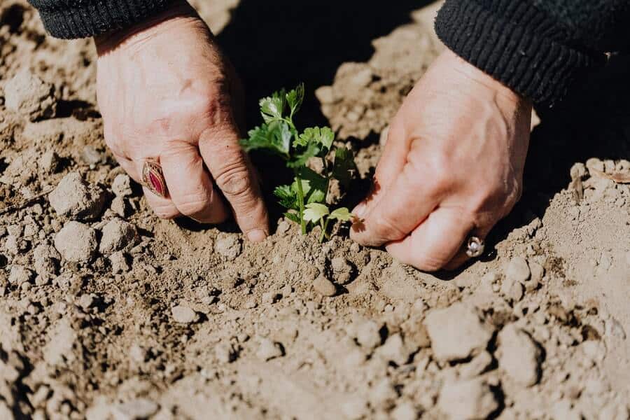 person planting new seeds