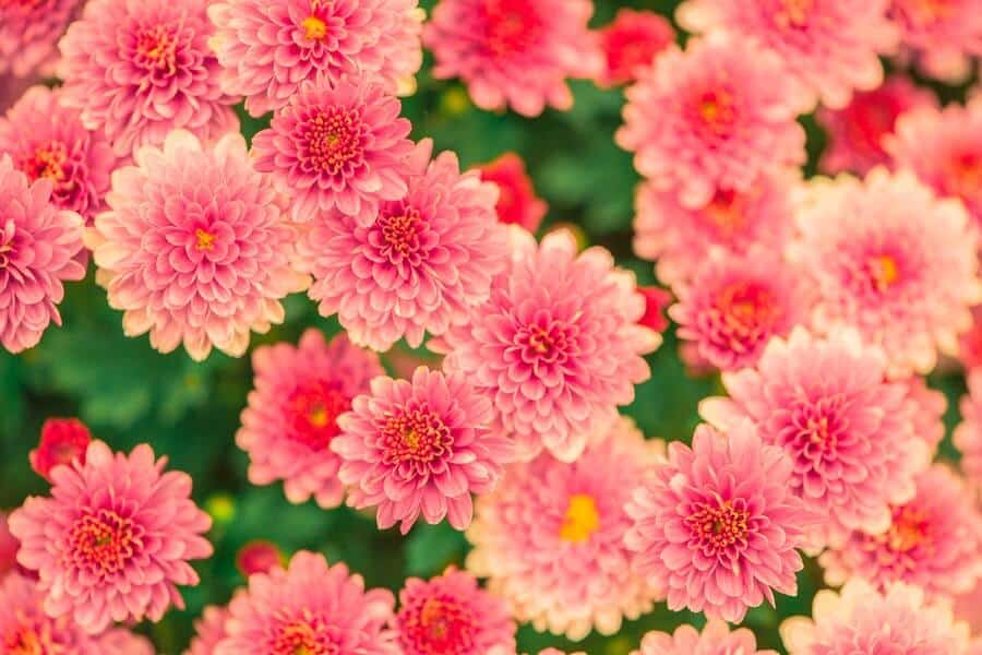 romantic flowers