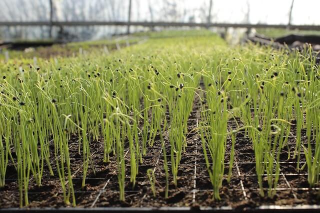 plants growing in a polytunnel