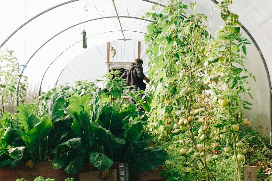 examples of what to grow in a polytunnel