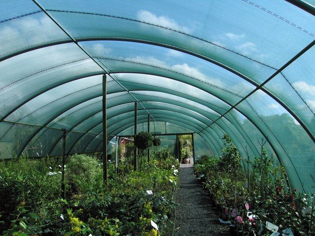 polytunnel owners choosing what to grow in a polytunnel