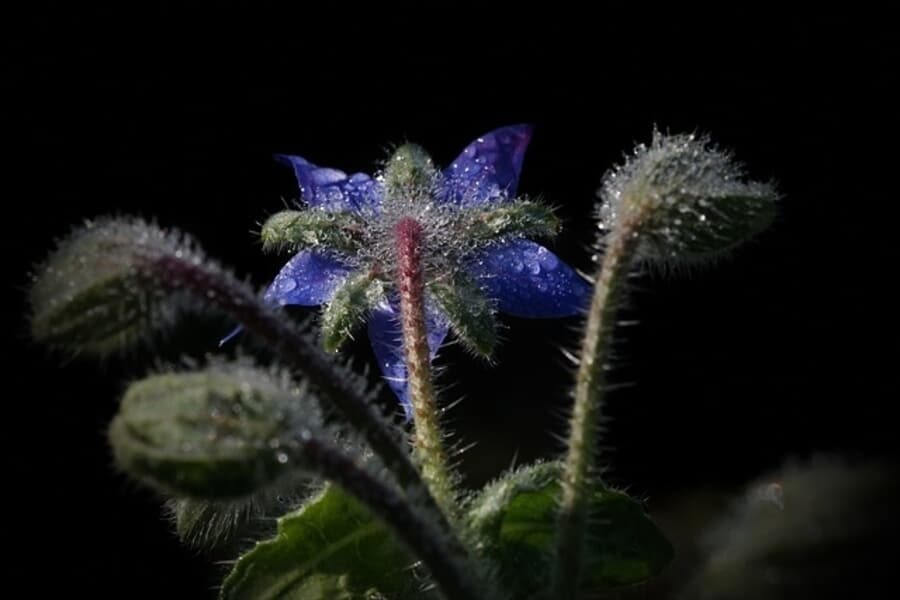 purple borage plant