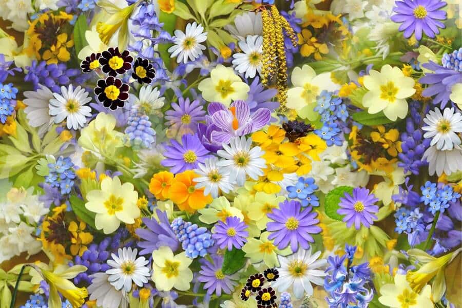 range of flowers