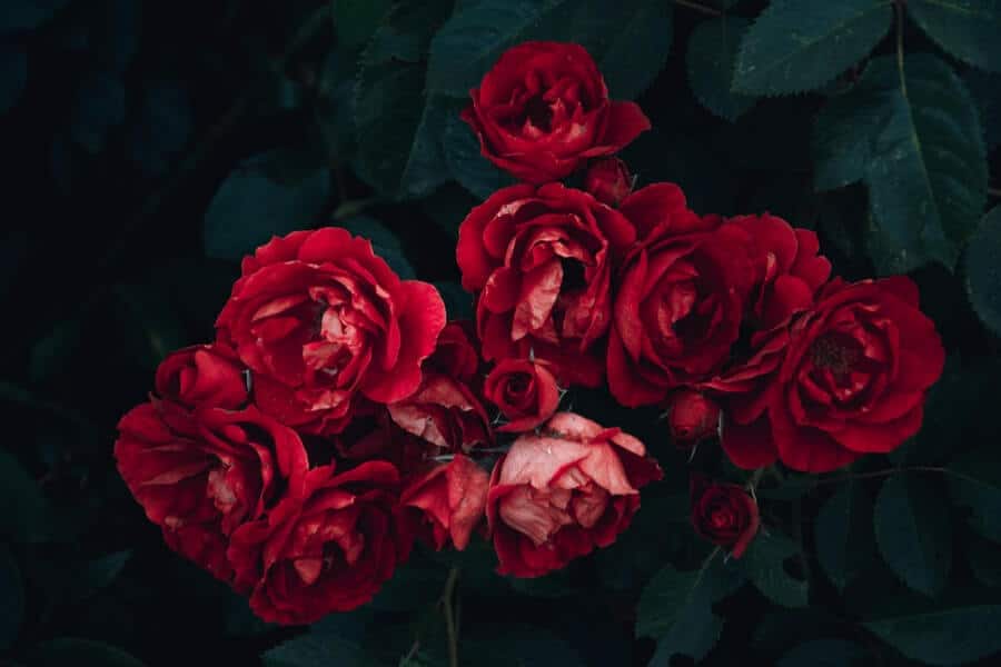 red garden roses