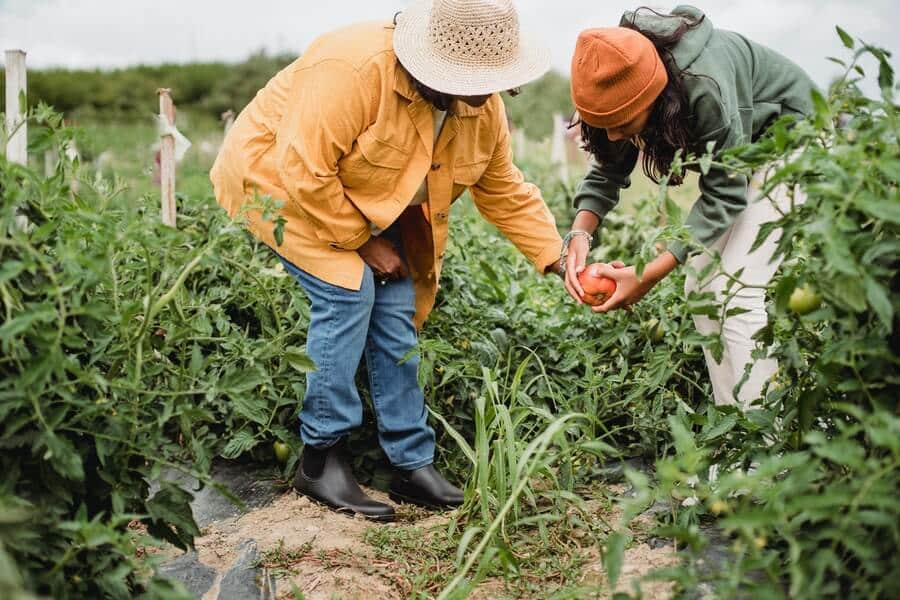two gardeners looking at produce