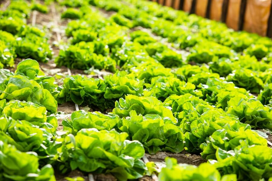 raised vegetable beds in a potager garden