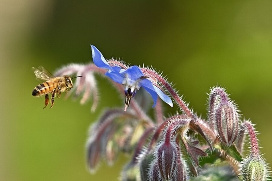 wasp flying by borage plant