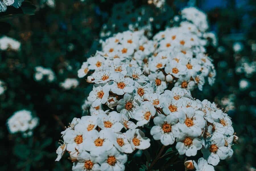 the native wildflower yarrow