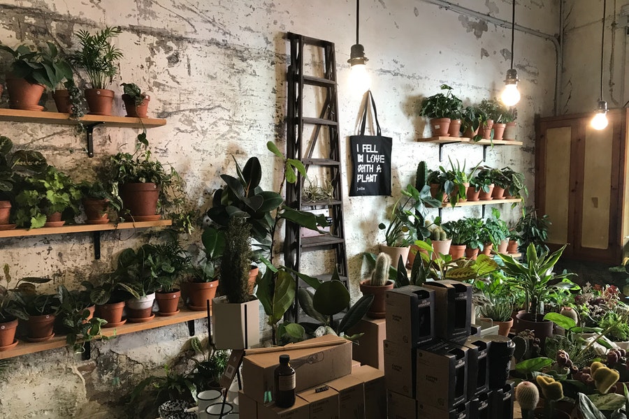 a container garden thriving because of ericaceous compost