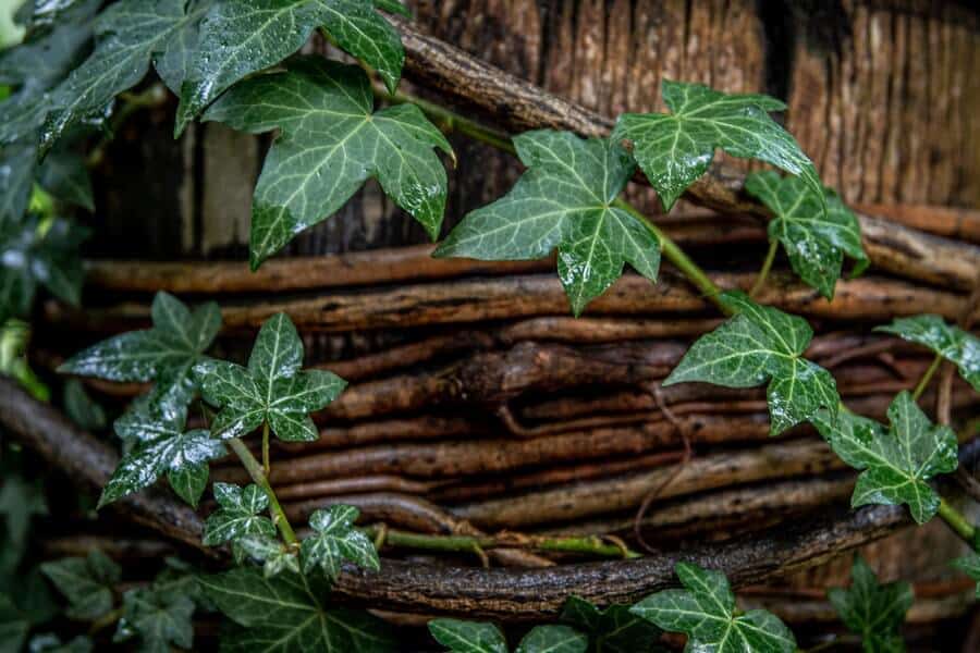 climbing plant on wooden structure