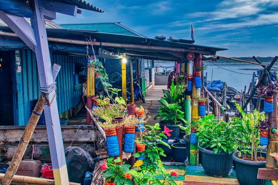 a coastal garden made up of container plants