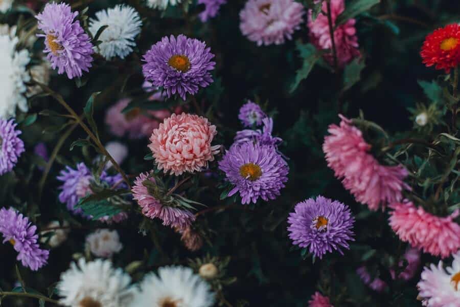 flowering perennials
