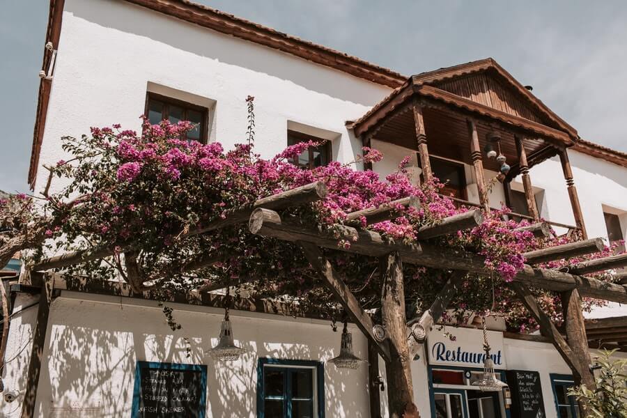 flowers growing over a trellis
