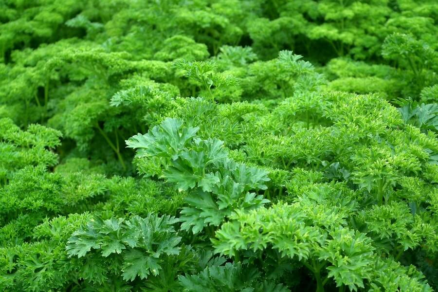 freshly grown parsley
