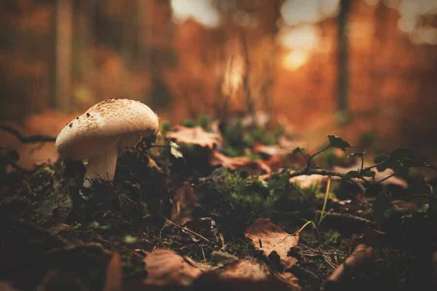 fungal compost