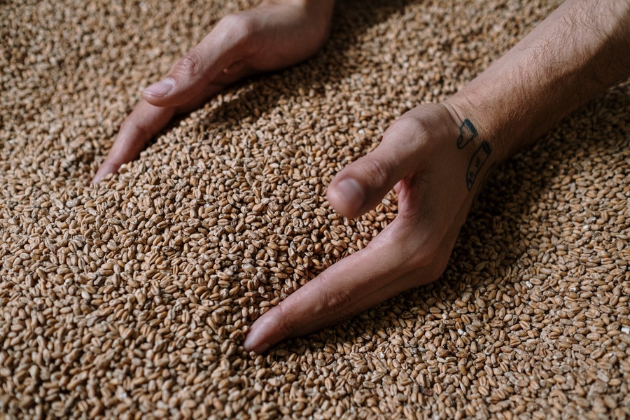 grains for fermenting