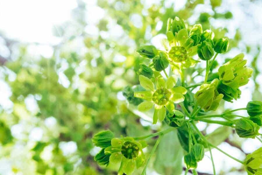 green flowers in a coastal garden