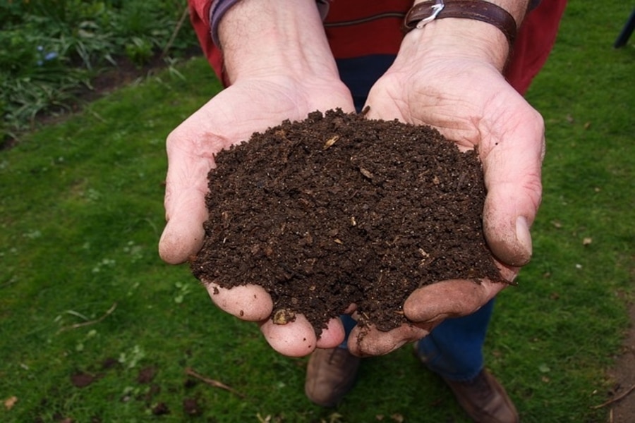 a gardener holding ericaceous compost