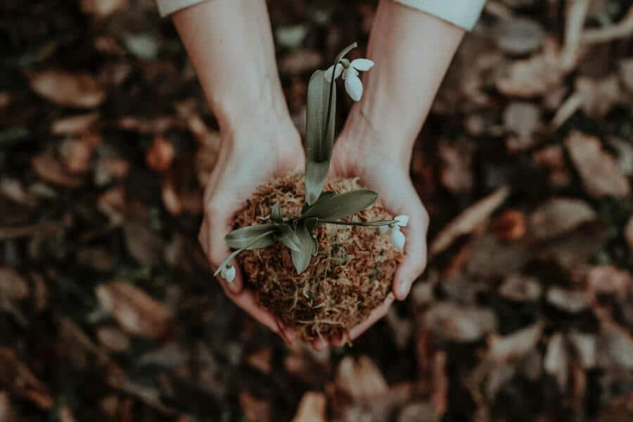 hands holding growing plant