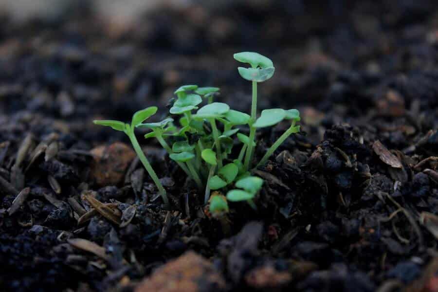 fungal compost can help make healthy soil