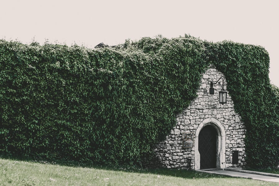 hedge growing over brick wall