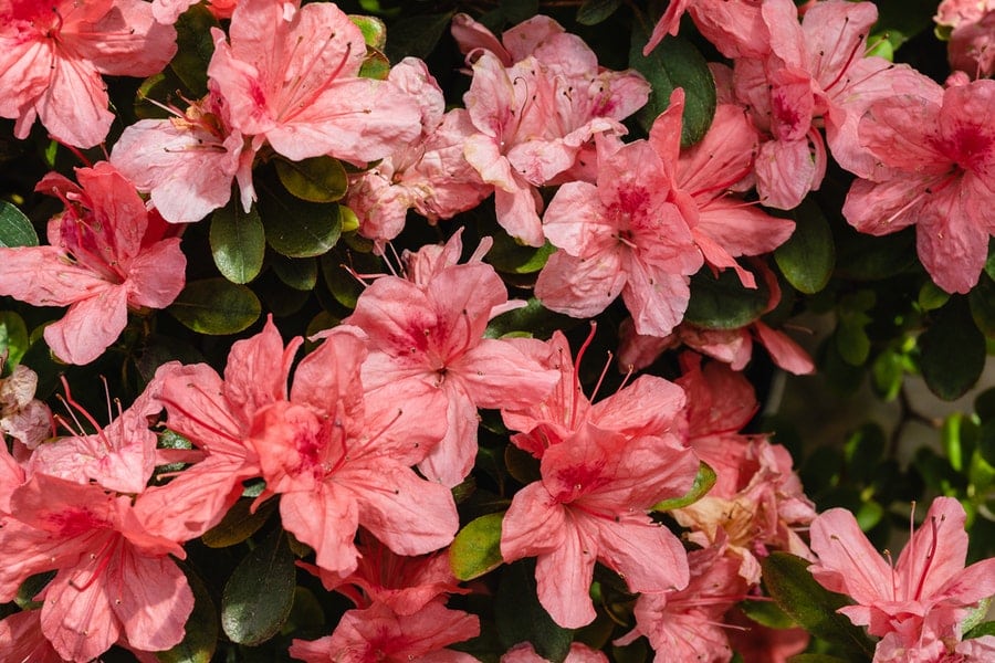 pink azaleas, which grow well in ericaceous compost